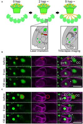 Polyspermy Block in the Central Cell During Double Fertilization of Arabidopsis thaliana